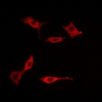5-HT5A Rabbit Polyclonal Antibody