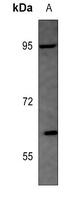Shugoshin 1 Rabbit Polyclonal Antibody