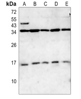 CD247 Antibody