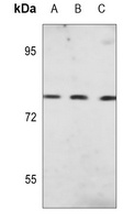 JIP1 (Phospho-T103) Rabbit Polyclonal Antibody