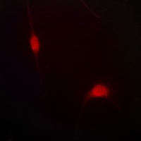 JIP1 (Phospho-T103) Rabbit Polyclonal Antibody