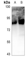 MSK1 (Phospho-S360) Rabbit Polyclonal Antibody