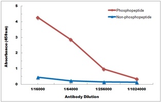 CD247 (Phospho-Y142) Antibody