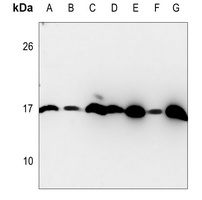 Histone H3 Rabbit Polyclonal Antibody