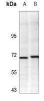 Ku70 Rabbit Polyclonal Antibody