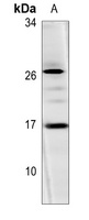 Histone H3 Antibody