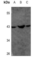 CD294 Rabbit Polyclonal Antibody