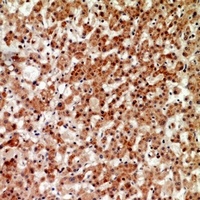 CD294 Rabbit Polyclonal Antibody