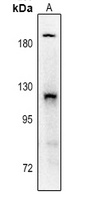 PDGFR alpha (Phospho-Y754) Antibody
