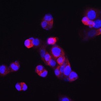 FGF23 Antibody