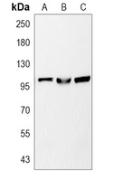 STAT6 Antibody