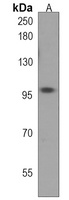 atg9a Rabbit Polyclonal Antibody