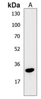atg5 Rabbit Polyclonal Antibody