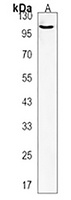 usp13 Rabbit Polyclonal Antibody