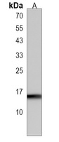 map1lc3a Rabbit Polyclonal Antibody