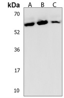 DYNC1LI2 Rabbit Polyclonal Antibody