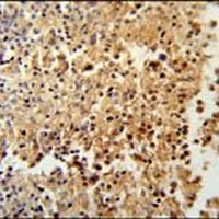 STAMBPL1 Antibody