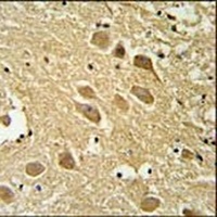 SCRN1 Rabbit Polyclonal Antibody