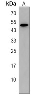 FOLH1B Antibody