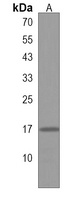GLRX5 Antibody