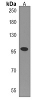 TTI1 Antibody