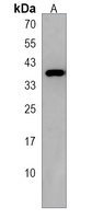 MFAP4 Rabbit Polyclonal Antibody