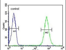 MICALL2 Antibody