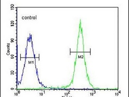 GSDMA Rabbit Polyclonal Antibody
