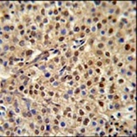 MISP Rabbit Polyclonal Antibody