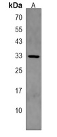 STX3 Rabbit Polyclonal Antibody