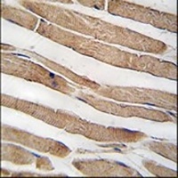 NMRK2 Rabbit Polyclonal Antibody