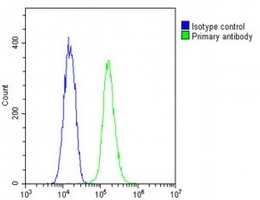 TUBG2 Rabbit Polyclonal Antibody