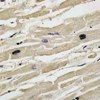 Collagen 14 alpha 1 Antibody