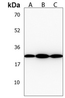 BCL2L10 Antibody