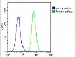 BCL2L10 Antibody