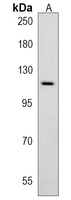 ATP1A4 Rabbit Polyclonal Antibody