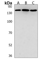 CD136 Rabbit Polyclonal Antibody