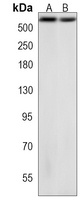 BIRC6 Rabbit Polyclonal Antibody
