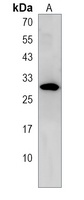 MVB12A Antibody