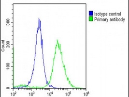 TMEM106B Antibody