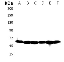 GLUT8 Rabbit Polyclonal Antibody