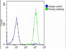 GLUT8 Rabbit Polyclonal Antibody