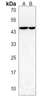 CERS2 Rabbit Polyclonal Antibody