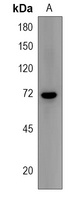 PRAM1 Rabbit Polyclonal Antibody