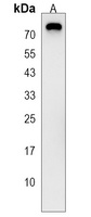 PGLYRP2 Rabbit Polyclonal Antibody