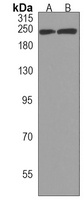 DOCK8 Rabbit Polyclonal Antibody