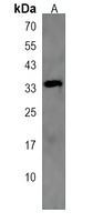 NAT8L Rabbit Polyclonal Antibody