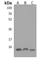 ATP5E Rabbit Polyclonal Antibody