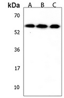PM20D1 Rabbit Polyclonal Antibody