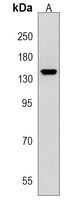 SCAF8 Rabbit Polyclonal Antibody